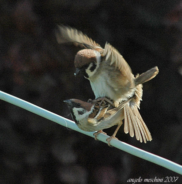 Passera mattugia Passer montanus. Le intimit